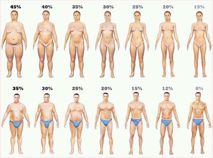 body fat and muscle mass