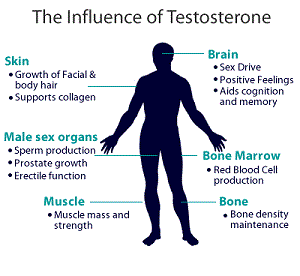 the influence of testosterone